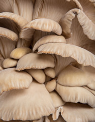Oyster mushrooms, close-up.