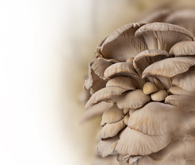 Oyster mushrooms, close-up.