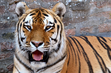 Tiger 8