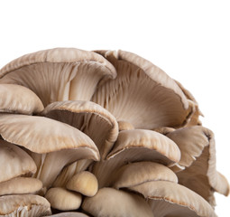 Oyster mushrooms, close-up.