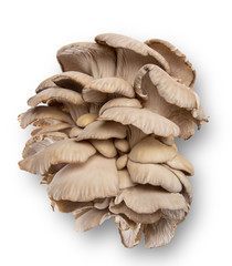 Oyster mushrooms, close-up.