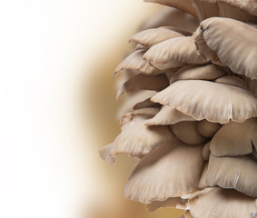Oyster mushrooms, close-up.