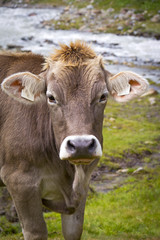 Cow in the European Alps