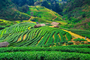 Tea plantation in the Doi Ang Khang, Chiang Mai, Thailand