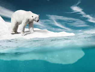 Selbstklebende Fototapete Eisbär Eisbär