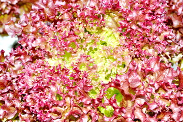 Hydroponics Vegetables : planting the vegetable without soil