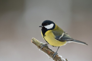 Obraz premium Great tit