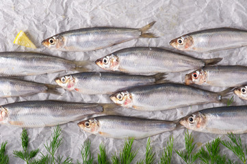 raw sprats on the paper with lemon and dill