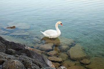A swan in the lake