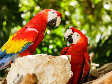 Portrait of ..Portrait of Scarlet Macaw parrots
