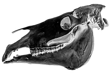 skull of horse