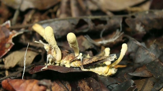 Cordyceps fungus infecting a grasshopper in rainforest, Ecuador
