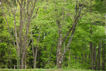 Obraz premium 初夏の里山