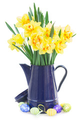 spring narcissus