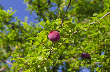 Growing bio fruits in the northern Bulgaria