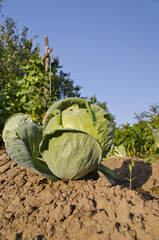 Fototapeta na wymiar Growing bio vegetables in the northern Bulgaria
