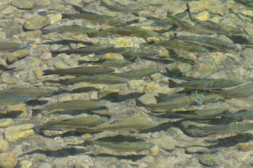 ニジマスの群れ