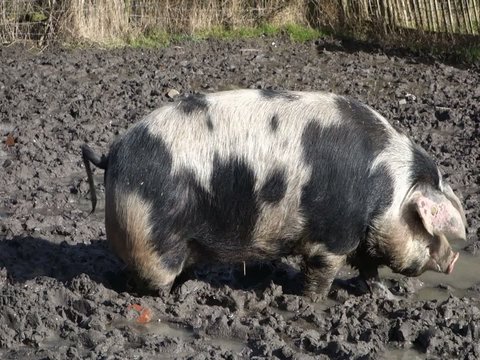 pig walking in the mud