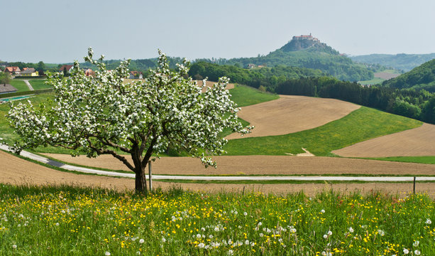 Spring landscape  .