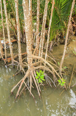 mangrove plants