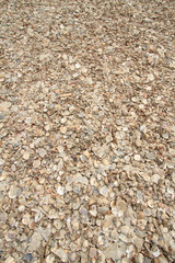 shells