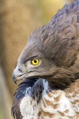 Short-toed snake eagle (Circaetus gallicus)