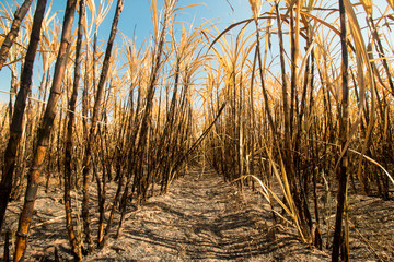 Sugarcane field burning