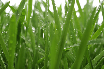 Fototapeta na wymiar Green Grass