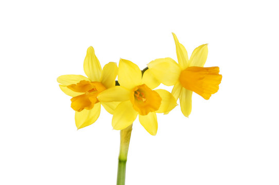 Narcissus Tete A Tete