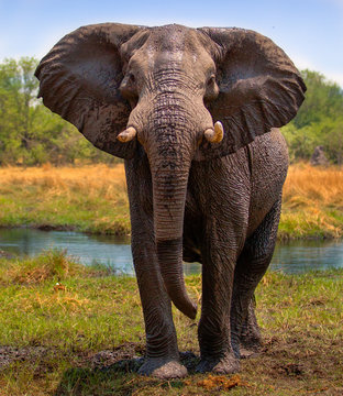 Alert elephant ready to charge