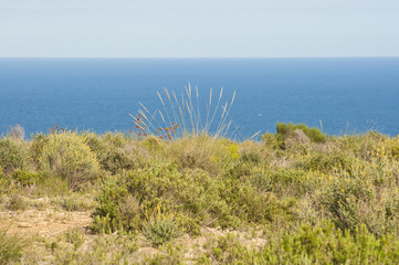 Fototapeta na wymiar Coastal steppe in Santa PolaAlicante, Spain