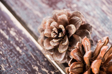 Pine tree fruit background