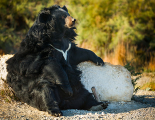 Asiatic black bear enjoying life