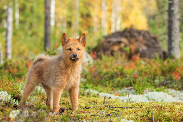 Finnish Spitz 10-month-old puppy