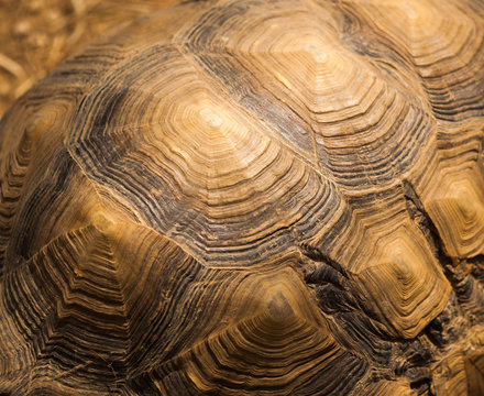 Beautiful turtle shell design