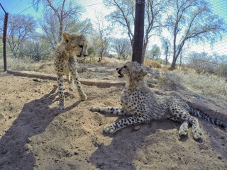 Young Cheetah, Namibia, Africa