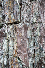 Bark abstract background
