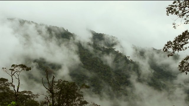 Misty cloudforest in the Ecuadorian Andes, Timelapse