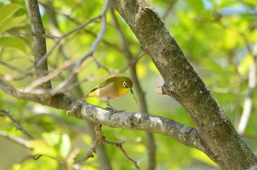 青虫を食べるメジロ