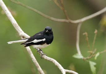 Oriental Magpie-Robin in Jhirna Forest