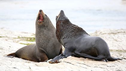 Obraz premium New Zealand Fur Seal near Kaikoura (New Zealand)
