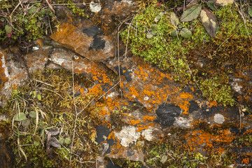 nature background