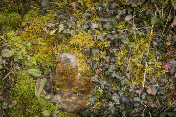 colorful and wild vegetation background