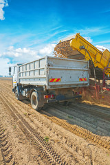 loadding potato in tipper on harvested filed