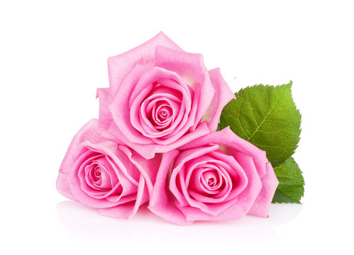 Three pink rose flowers