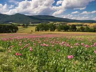 Obraz premium Pink Opium Poppy field in a rural landscape