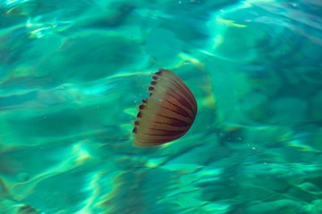 Obraz na płótnie Canvas Small jellyfish in clean water