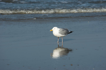 Möwe mit Spiegelung