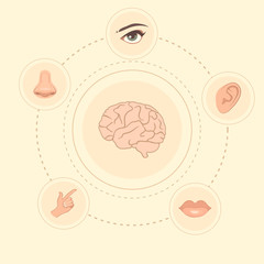 vector five senses icons, human nose, ear, eye