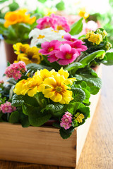 Primula in flower pot